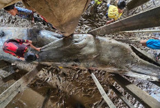 Gegerkan Warga Sungsang! Paus Biru Raksasa Sepanjang 13 Meter Tiba-Tiba Masuk ke Bawah Rumah Panggung