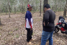 Bikin Petani Gigit Jari! Harga Karet Anjlok Drastis ke Angka Rp18.900 per Kg Saat Musim Trek