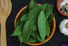 Daun Salam: Bumbu Murah dengan Khasiat Mahal, Ini Fakta yang Jarang Diungkap