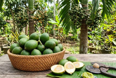 Bukan Cuma Buah Biasa, Ini Deretan Khasiat Ajaib Buah Pinang Muda untuk Tambah Stamina hingga Atasi Pencernaan