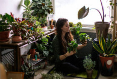 5 Tips Utama Merawat Tanaman Hias di Dalam Rumah