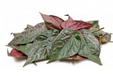 Tak Perlu Ribet, Begini 5 Cara Mudah Merawat Sirih Merah agar Subur dan Kaya Manfaat