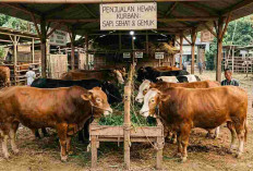 Qurban Tanpa Ribet! BRI Beri Diskon dan Cashback Spesial Lewat BRImo