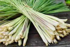 Bukan Sekadar Bumbu Dapur, 7 Manfaat Serai Ini Bikin Tubuh Lebih Sehat