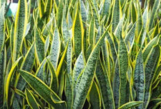 Kantor Lebih Hijau, Pikiran Lebih Segar! Tanaman Hias Ini yang Bikin Produktif