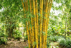 Bukan Cuma Cantik dan Teduh, Ini Deretan Manfaat Menanam Bambu Kuning di Depan Rumah yang Jarang Diketahui