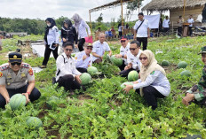 Modal Dana Desa, Bumdes Karangan Raup Cuan Melimpah dari Panen 15 Ton Semangka