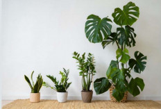 6 Trik Rahasia Bikin Tanaman Hias Kamu Tumbuh Lebih Subur dari Tetangga!