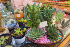 6 Tanaman Hias Kaya Oksigen untuk Dekorasi Atas Meja