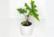 Alocasia Jacklyn, Tanaman Hias Eksotis dari Sulawesi yang Bikin Koleksi Kamu Makin Hits!