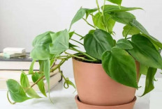 3 Cara Super Mudah Merawat Philodendron Agar Tetap Sehat dan Cantik, Pemula Wajib Tahu!