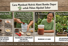 Bikin Pohon Alpukat Berbuah Lebat dan Padat Cuma Pakai Racikan Bumbu Dapur Sederhana, Mau Coba?