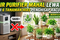 Air Purifier Mahal Lewat! Ini 6 Jenis Tanaman Hias yang Sanggup Menghisap Racun Tak Kasat Mata di Rumah