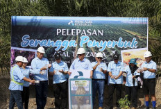 PT PAR Lepas Ribuan Serangga Penyerbuk Tanzania di Sumsel untuk Memperkuat Ketahanan Penyerbukan Kelapa Sawit 