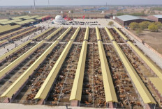 Karnaval Hinggan League di Beijing: Sulap Ekologi Padang Rumput Jadi Bisnis Sapi dan Beras Milyaran RMB!