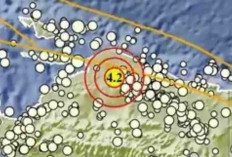 Gempa Magnitudo 4,2 Guncang Mamberamo Raya Pagi Ini, Tak Berpotensi Tsunami
