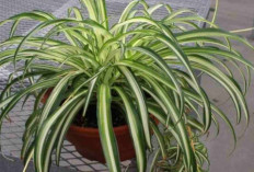 Cuma Modal Air, Tanaman Hias Cantik Ini Bisa Tumbuh Subur!