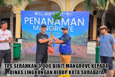 3.000 Bibit Mangrove untuk Tambak Sarioso, TPS Perkuat Aksi Hijau Surabaya