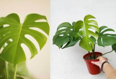 Rahasia Monstera Borsigiana: Daun Unik yang Bikin Teras dan Balkon Makin Segar