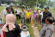 Wujud Hilirisasi Batu Bara untuk Pertanian, PTBA Bersama UGM Uji Coba Pupuk Kalium Humat di Sawahlunto