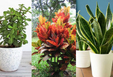 Dari Pohon Giok hingga Lidah Mertua: 5 Tanaman Outdoor Pembawa Hoki yang Mudah Dirawat di Rumah