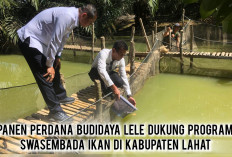 Lahat Mandiri Pangan! PT Sawit Mas Sejahtera Sukses Panen Perdana Budidaya Lele
