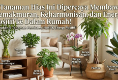 Bikin Asri Sekaligus Hoki! Ini 6 Tanaman Hias Pembawa Rezeki dan Energi Positif Menurut Feng Shui